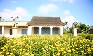 Thủ phủ hoa cúc 'nhuộm vàng' làng quê trong những ngày giáp Tết