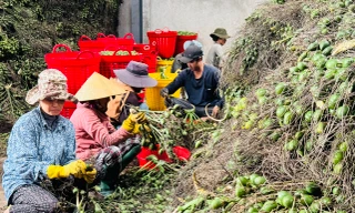 Thương lái Trung Quốc 'quay xe', giá cau ở Quảng Ngãi lao dốc