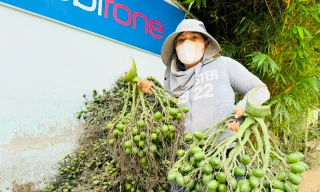 Giá cau tươi tăng mạnh, vì sao nông dân 'đứng ngồi không yên'?