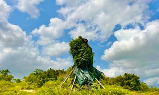 Cụ đa 200 tuổi được trồng trên núi Thiên Bút bây giờ ra sao?