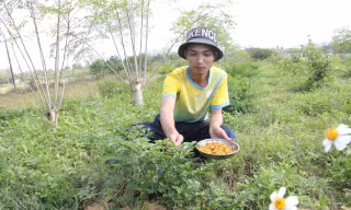 Khởi nghiệp từ nông nghiệp sạch, hữu cơ: Xu hướng của nhiều người trẻ Quảng Ngãi