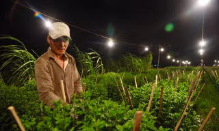 Chong đèn, đánh lừa ‘không cho hoa ngủ’ ở thủ phủ hoa cúc trước Tết