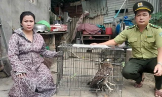 Nhặt được chim quý nặng 1,5kg, người phụ nữ giao nộp ngay cho kiểm lâm