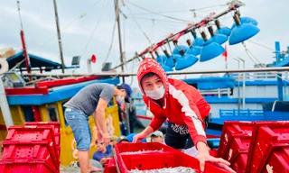 Một đêm ra khơi ngư dân Quảng Ngãi sắm được... 1 chỉ vàng