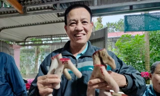 Xem nông dân thu hoạch nhung hươu lấy lộc đầu năm