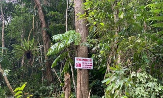 Người phụ nữ 61 tuổi dùng rựa chặt phá hơn 2.500m2 rừng phòng hộ ở Quảng Ngãi