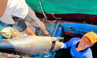 Ngư dân Quảng Ngãi thuyền nặng 'lộc biển' về từ ngư trường Hoàng Sa, Trường Sa