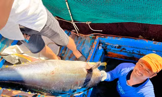 Ngư dân Quảng Ngãi thuyền nặng 'lộc biển' về từ ngư trường Hoàng Sa, Trường Sa