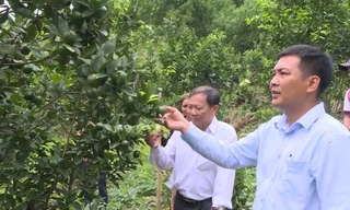 Quảng Ngãi giảm nghèo ấn tượng, từ 9% xuống 2,5%