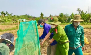 Đội nắng giúp người dân gặt lúa sau thiên tai dị thường