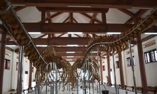 Hai bộ xương cá voi có niên đại từ 250-300 năm được phục dựng thành công tại đảo Lý Sơn, tỉnh Quảng Ngãi.