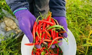 Giá ớt tăng cao chưa từng thấy