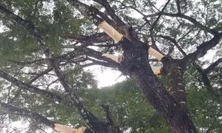 Nhiều cây me tây cổ thụ ở Quảng Ngãi bị cạo vỏ