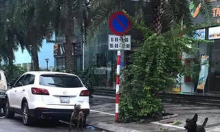 Hai trong số 3 con chó không rọ mõm chạy ngoài đường.