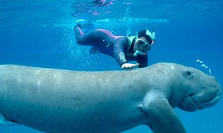 Bò biển 100 kg bị sát hại