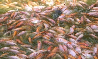 Giá cá điêu hồng tăng mạnh và hút hàng