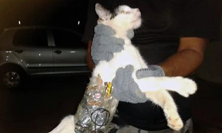 Các dụng cụ đường dán xung quanh bụng mèo