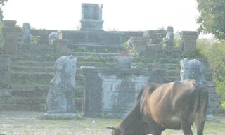 Thả bò trong di tích quốc gia