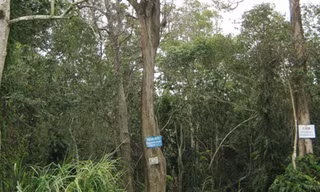 Thủy tùng bên bờ tuyệt chủng