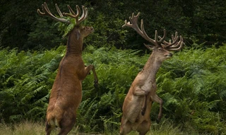 Độc đáo vũ điệu của hươu trong công viên