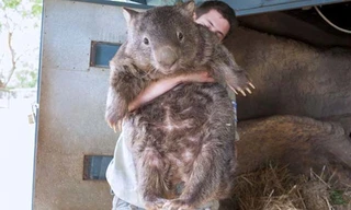 Gấu túi 29 tuổi, già nhất thế giới 