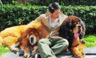 Ngắm chú chó đắt nhất hành tinh, gần 2 triệu USD