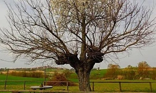 Độc đáo "cây mọc trên cây" tuyệt đẹp