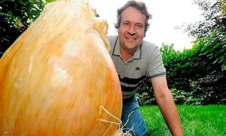 Củ hành lớn nhất thế giới nặng gần 8,5kg