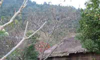 Xem hoa đào nở sớm tại rừng Mường Lát