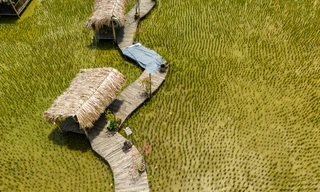 Quán cà phê giữa cánh đồng sau vụ thu hoạch lúa 