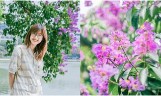 Hoa bằng lăng bung sắc tím khắp phố phường Hà Nội, giới trẻ rủ nhau check-in