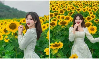 Nữ sinh Đại học Vinh khoe bộ ảnh trên cánh đồng Hoa Hướng Dương rực rỡ