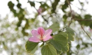 Hoa ban Hà Nội 'gọi tên' giới trẻ mùa trở lại trường