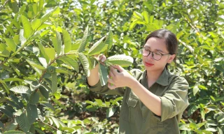 Ươm giấc mơ xanh từ lá ổi quê nhà