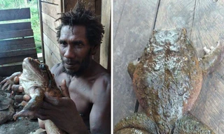 Ếch khổng lồ quý hiểm có kích thước bằng đứa trẻ khiến cộng đồng mạng choáng váng