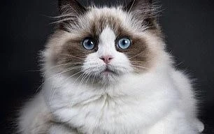 Phát hiện mèo nhiễm COVID-19 từ người và nỗi lo lây chéo, nhiều nước xét nghiệm thú nuôi