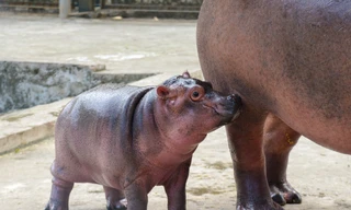 'Hà mã baby' tại Vườn thú Hà Nội đang gây sốt mạng xã hội