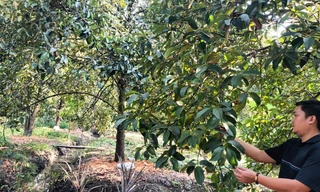 Một loại quả ngon đất Bình Dương được mùa được giá, nhà nào hái bán là trúng lớn