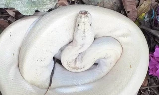 Cận cảnh 'quái vật' trắng muốt nặng 10kg, dài hơn 3m ở Ninh Bình