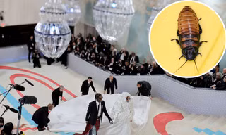 Showbiz 2/5: Con gián trở thành chủ đề nóng tại Met Gala 2023