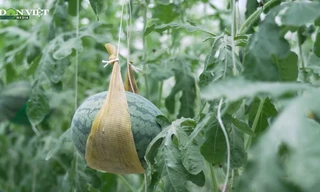 Lạ mắt dưa hấu leo giàn treo lủng lẳng giúp nông dân Đồng Nai thu bộn tiền mỗi vụ