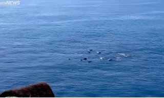 Xuất hiện đàn cá heo bơi gần bờ biển Phú Yên