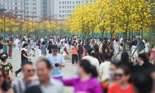 Vườn hoa phong linh gây 'sốt' ở Hà Nội dừng đón khách chụp ảnh