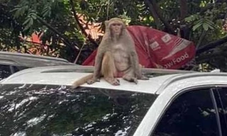 Đã bắt được khỉ hoang quậy phá người ở Hà Nội