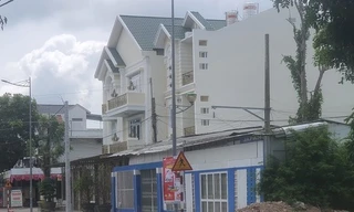 Vì sao 3 cây xà cừ cổ thụ ở TP Bạc Liêu bị 'đột tử'?