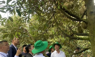 Loại cây ở Đồng Nai xuất khẩu sang TQ sẽ mang về ngàn tỷ, nhiều xã tỷ phú nhờ cây tiền tỷ