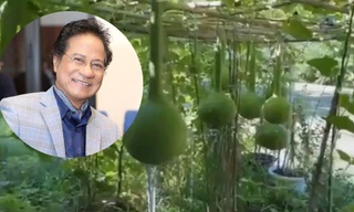 Danh ca Chế Linh khoe vườn cây ngập tràn rau củ quả tại Canada