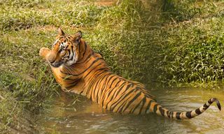 Độc đáo safari ở Long An, cách TPHCM 45 km 