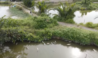 Nguyên nhân hàng trăm kg cá chết nổi trắng ao ở TPHCM