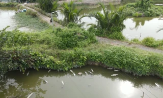 Nguyên nhân hàng trăm kg cá chết nổi trắng ao ở TPHCM
